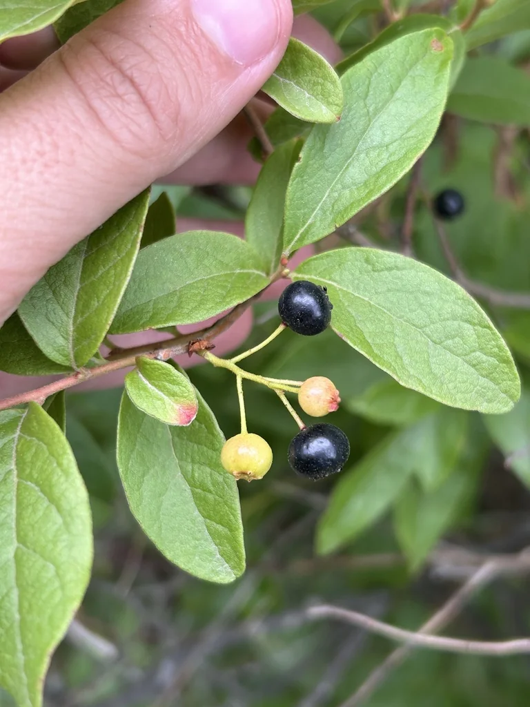 Gaylussacia Baccata