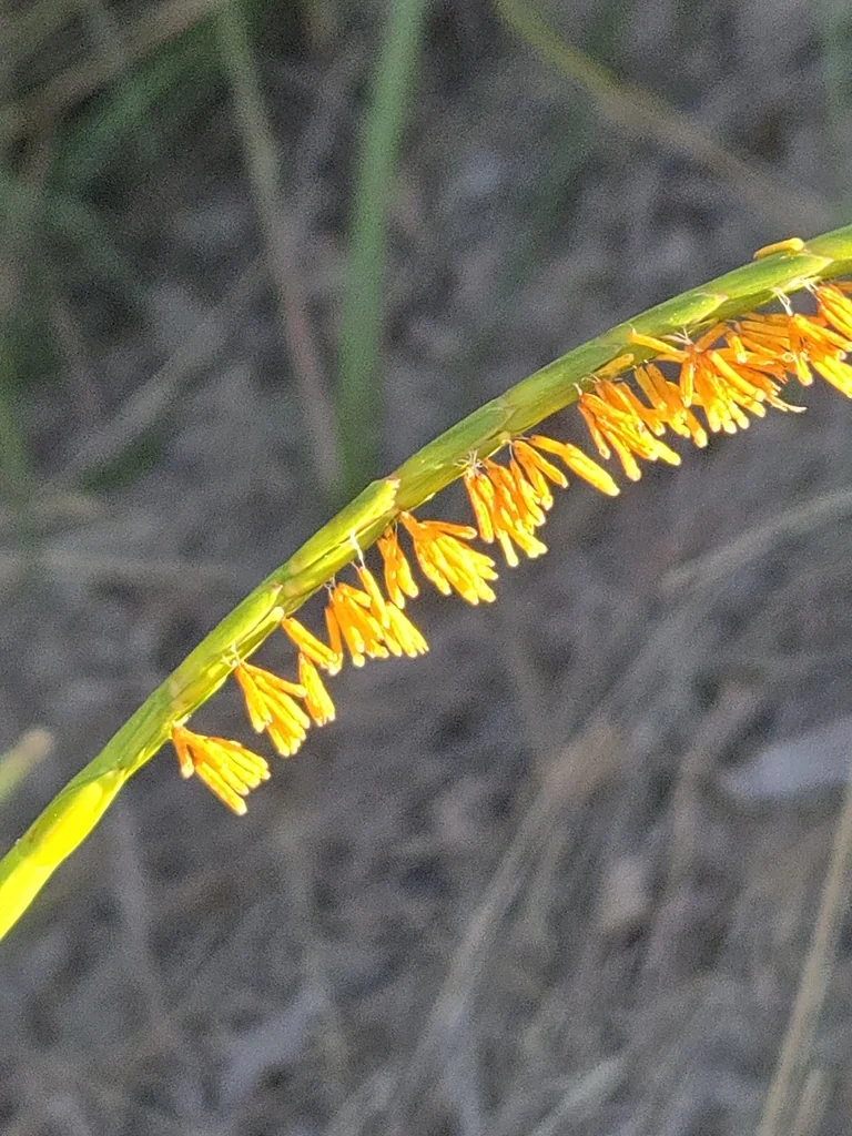 Tripsacum Dactyloides