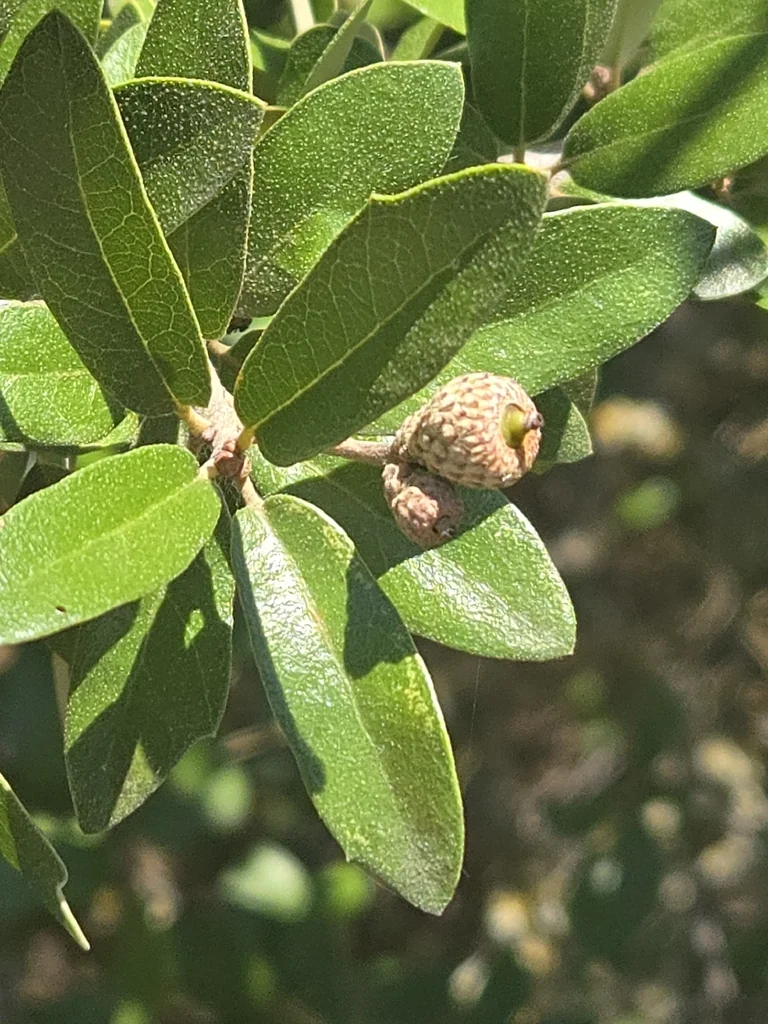 Quercus Fusiformis