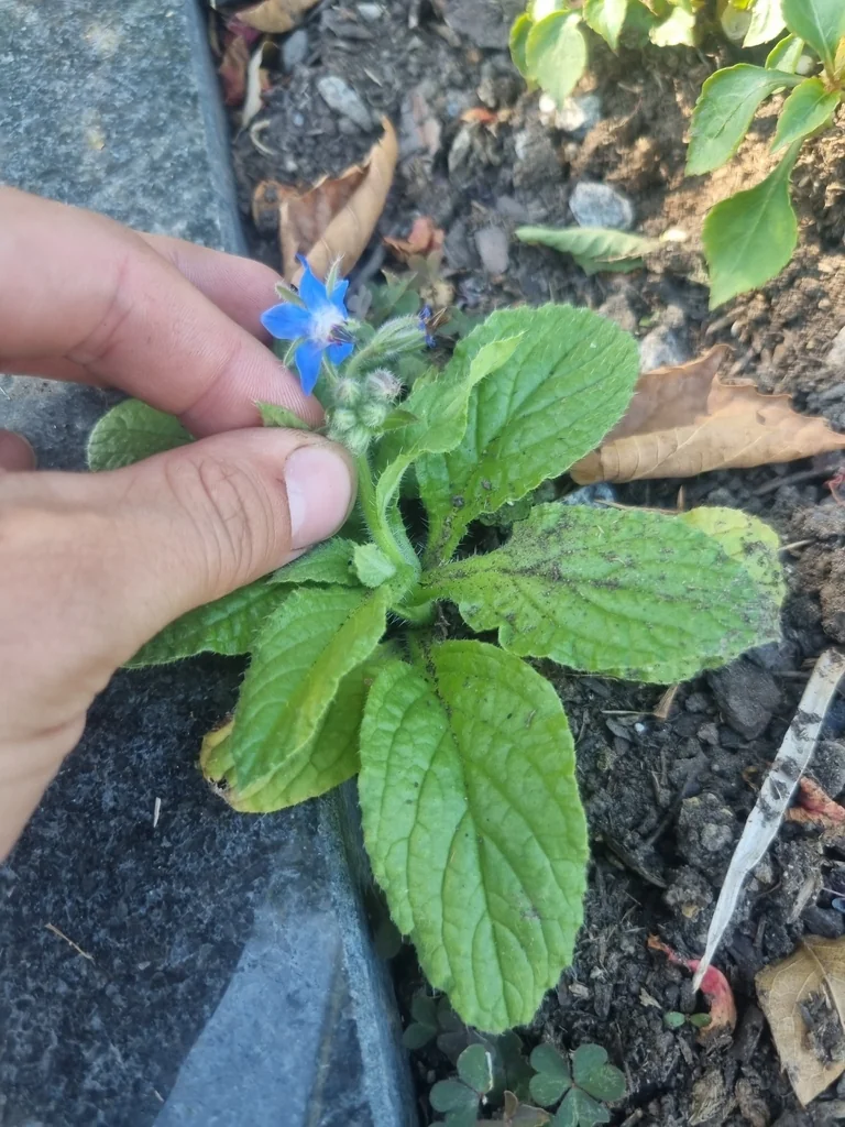 Borago Officinalis