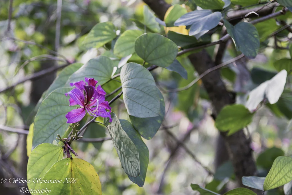 Bauhinia Variegata