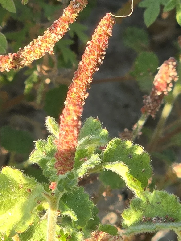 Acalypha Monostachya