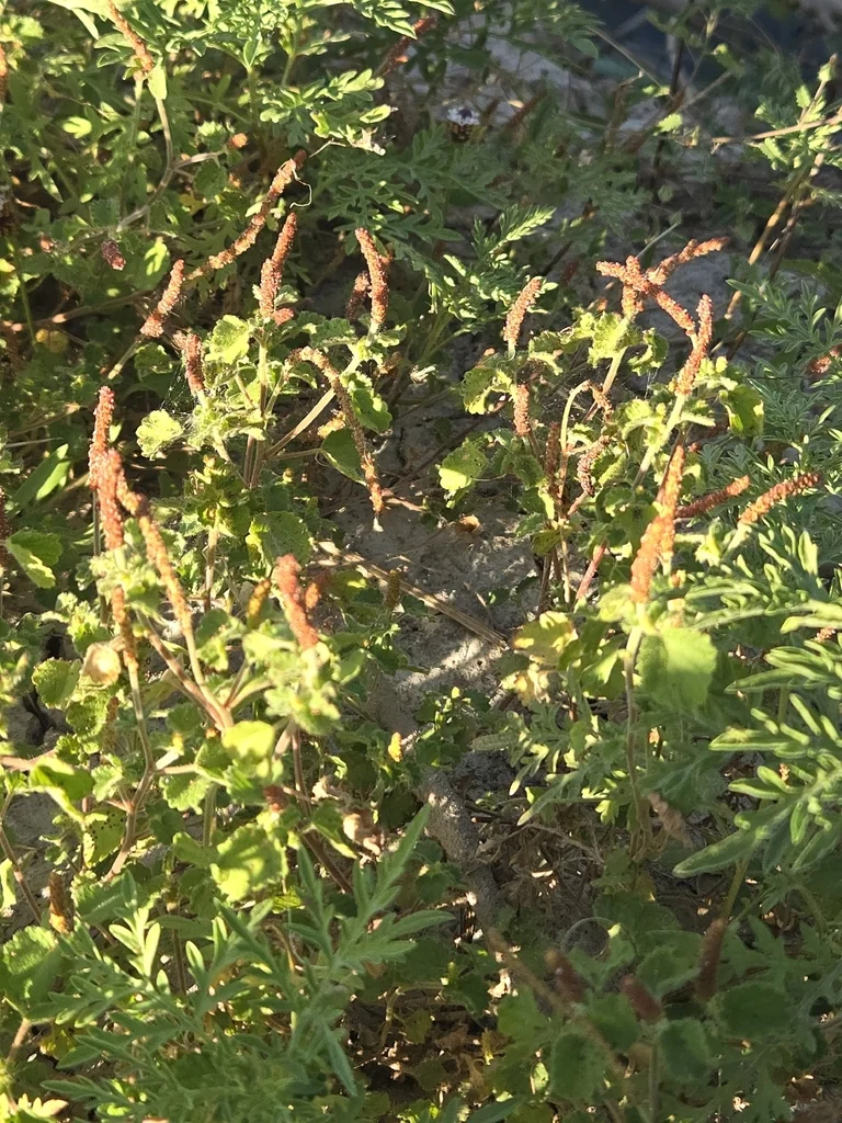 Acalypha Monostachya