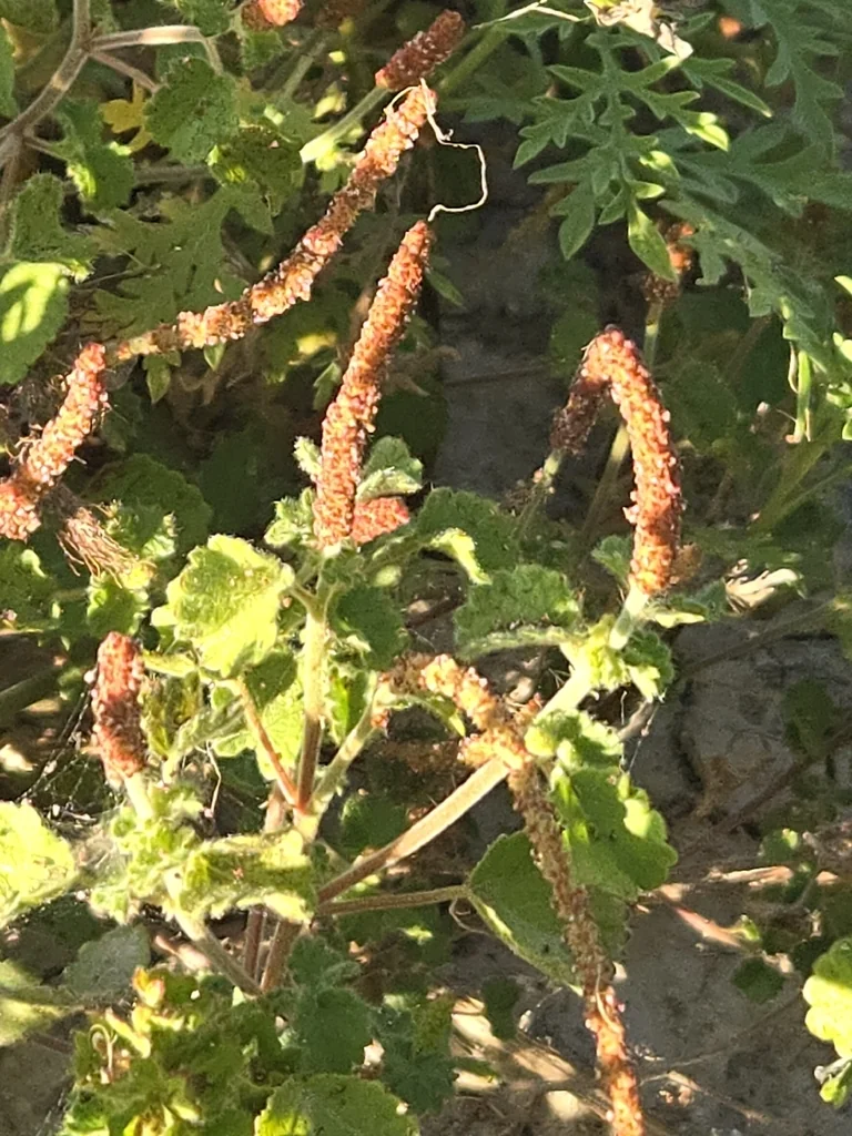 Acalypha Monostachya