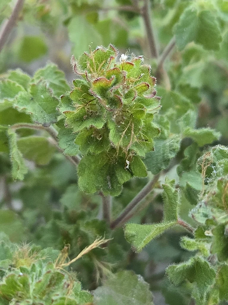 Acalypha Monostachya