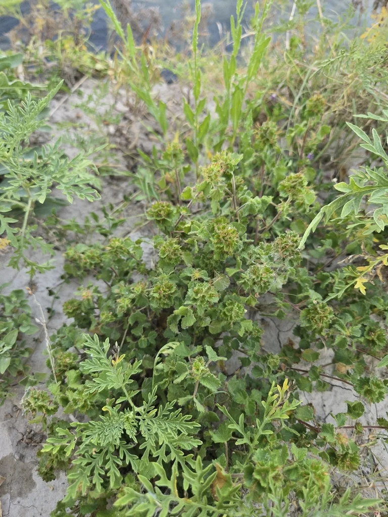Acalypha Monostachya