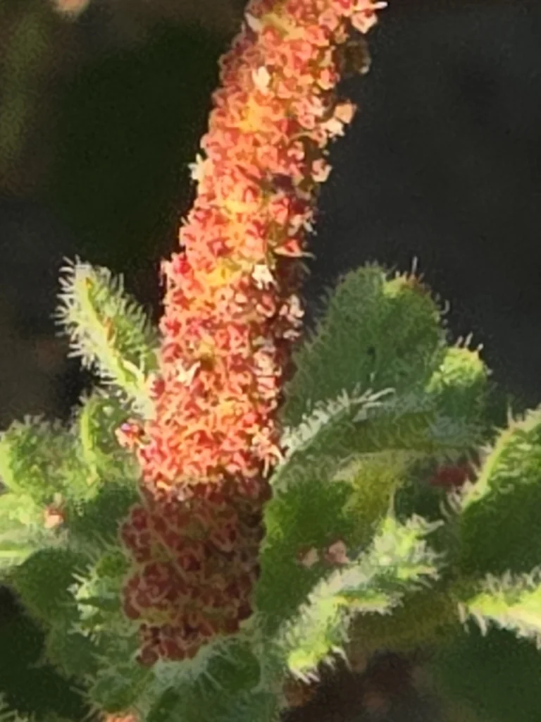 Acalypha Monostachya