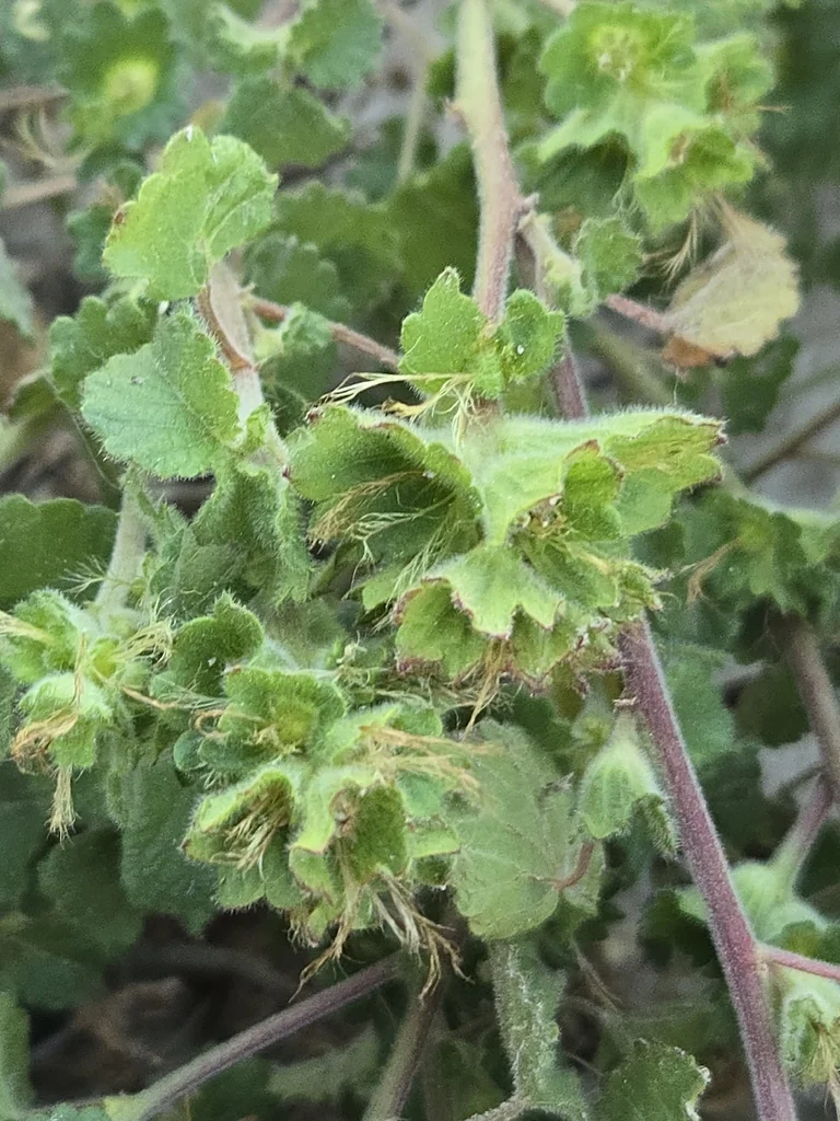 Acalypha Monostachya