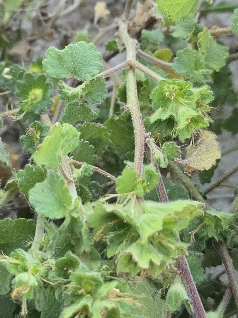 Acalypha Monostachya