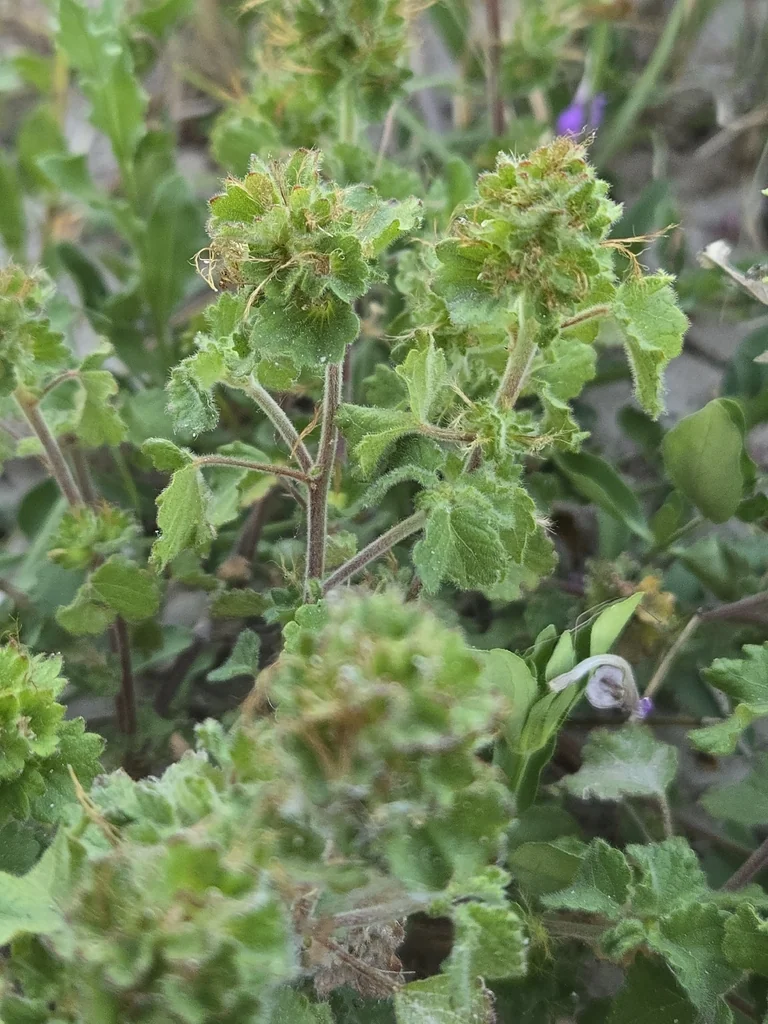 Acalypha Monostachya