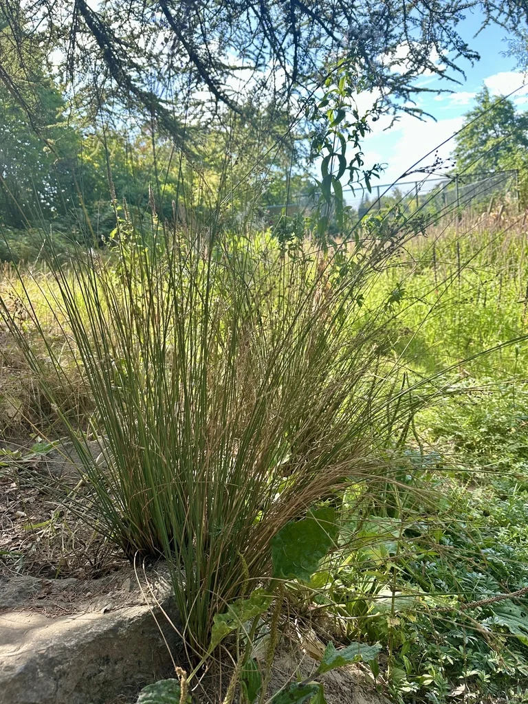 Juncus inflexus