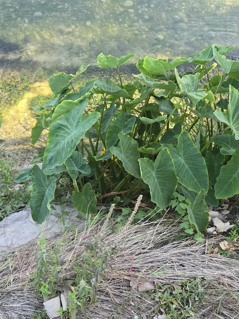 Colocasia esculenta