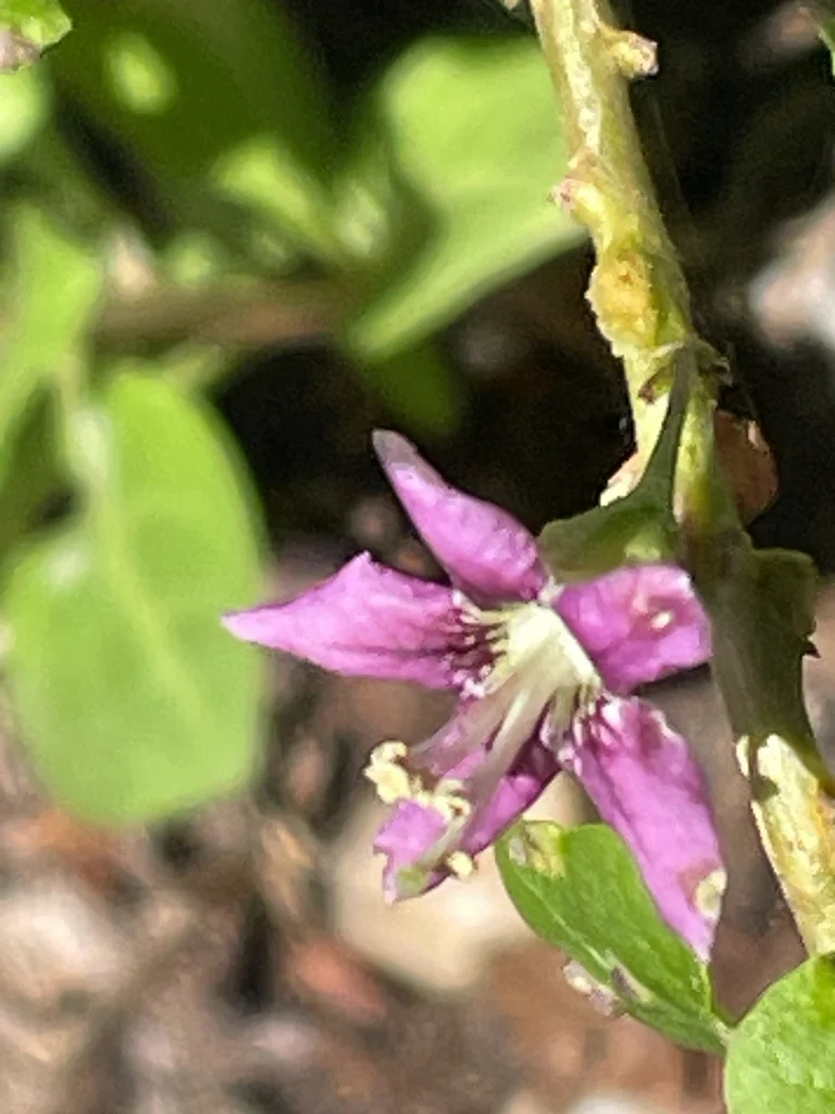 Lycium Barbarum
