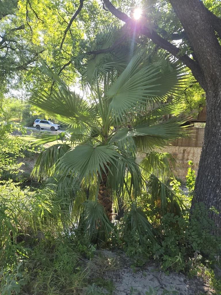 Washingtonia Robusta