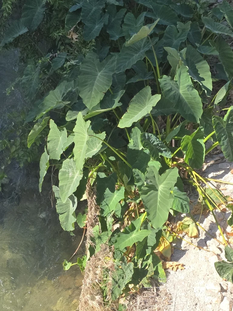 Colocasia esculenta