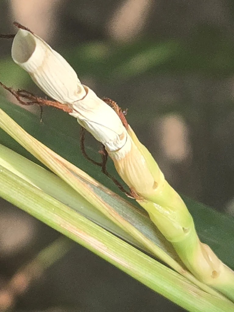 Tripsacum Dactyloides