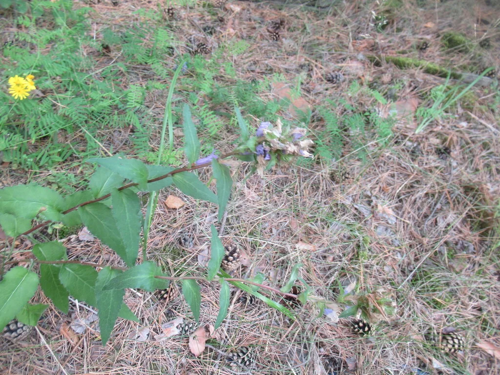 Campanula glomerata