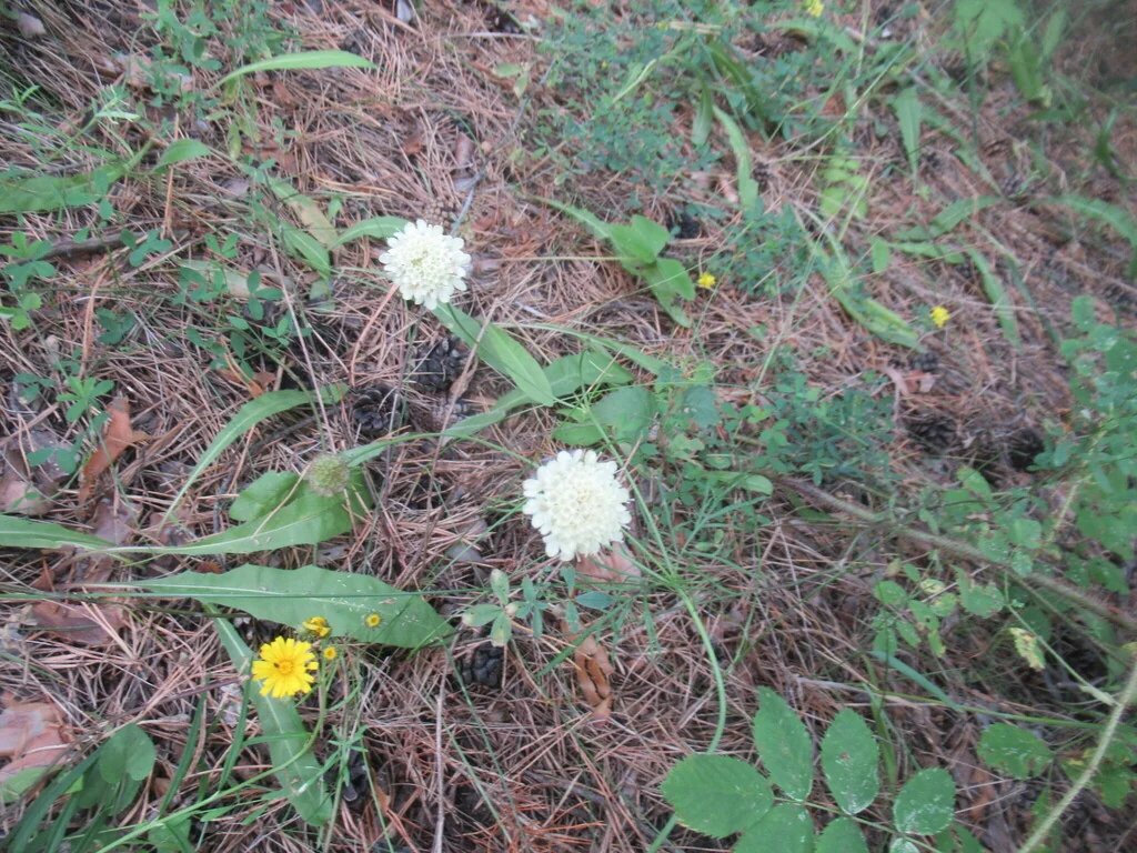 Scabiosa Ochroleuca