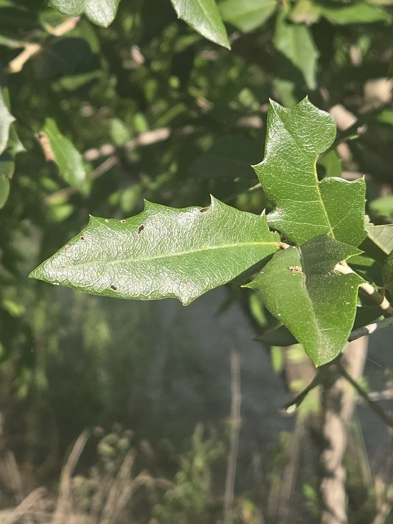 Quercus Fusiformis