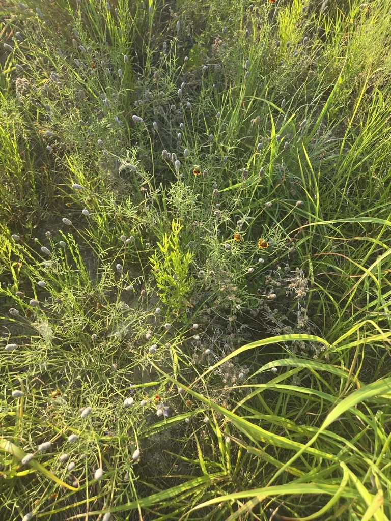 Ratibida Columnifera