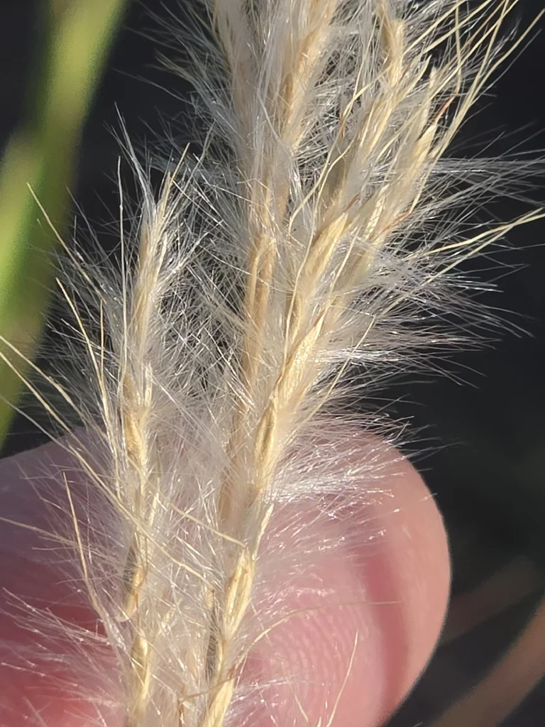 Bothriochloa Barbinodis