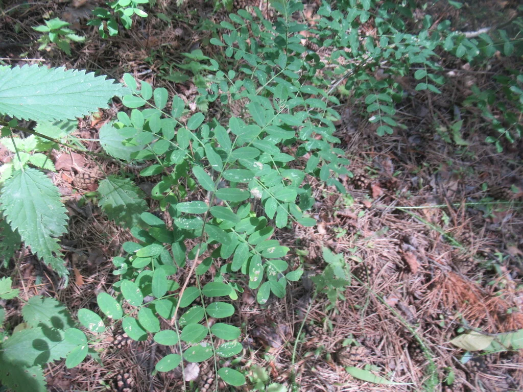 Caragana Arborescens