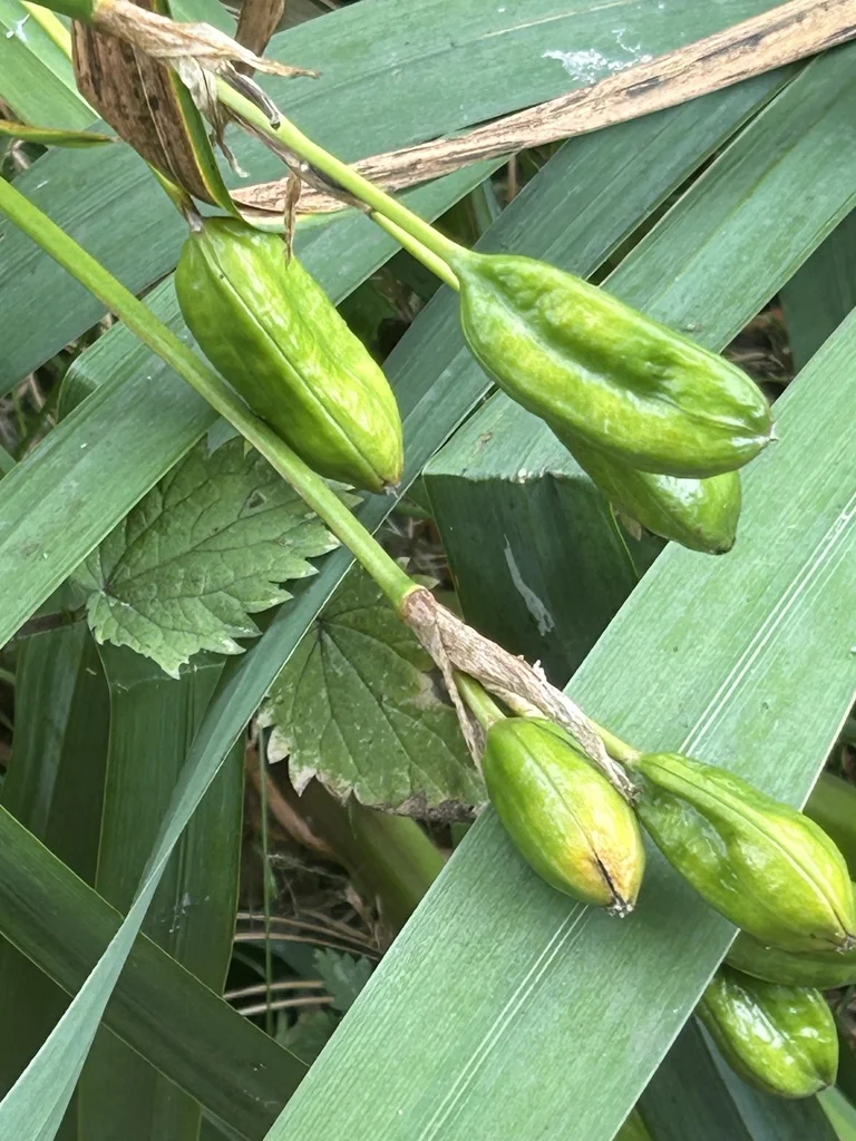 Iris Pseudacorus