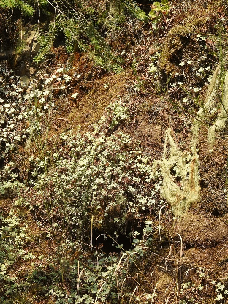 Sedum Spathulifolium