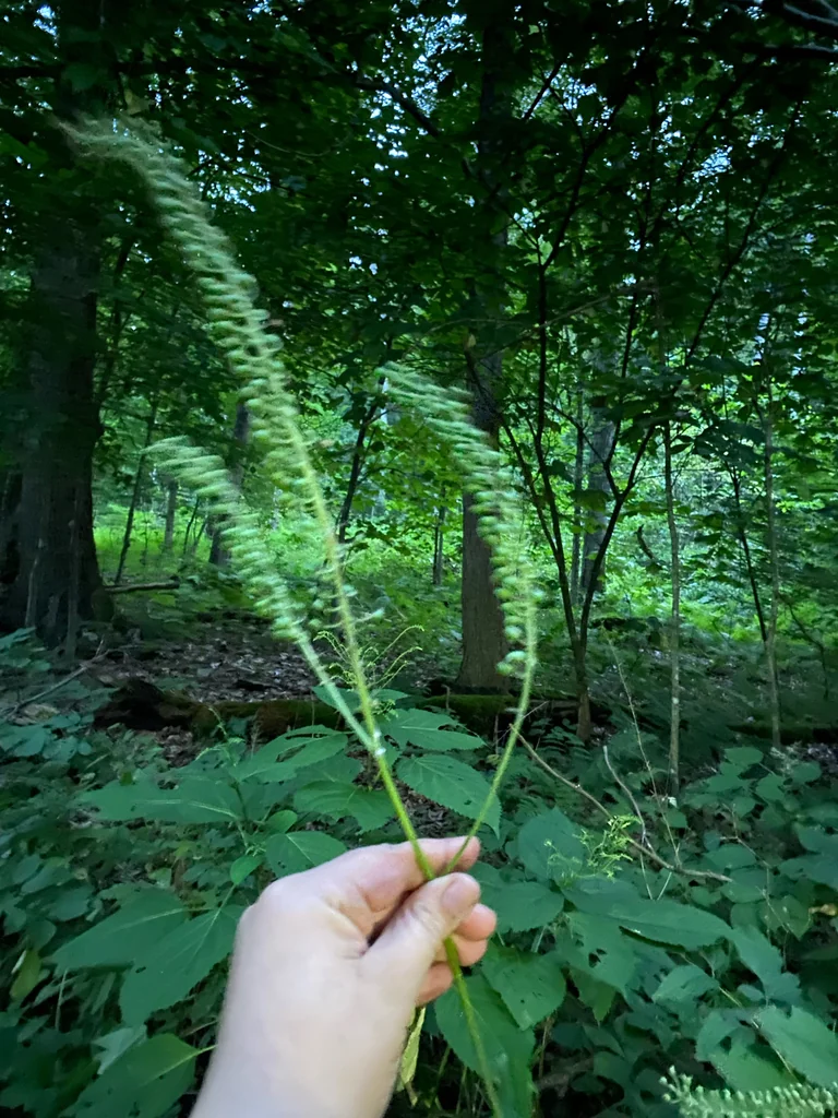 Actaea Racemosa