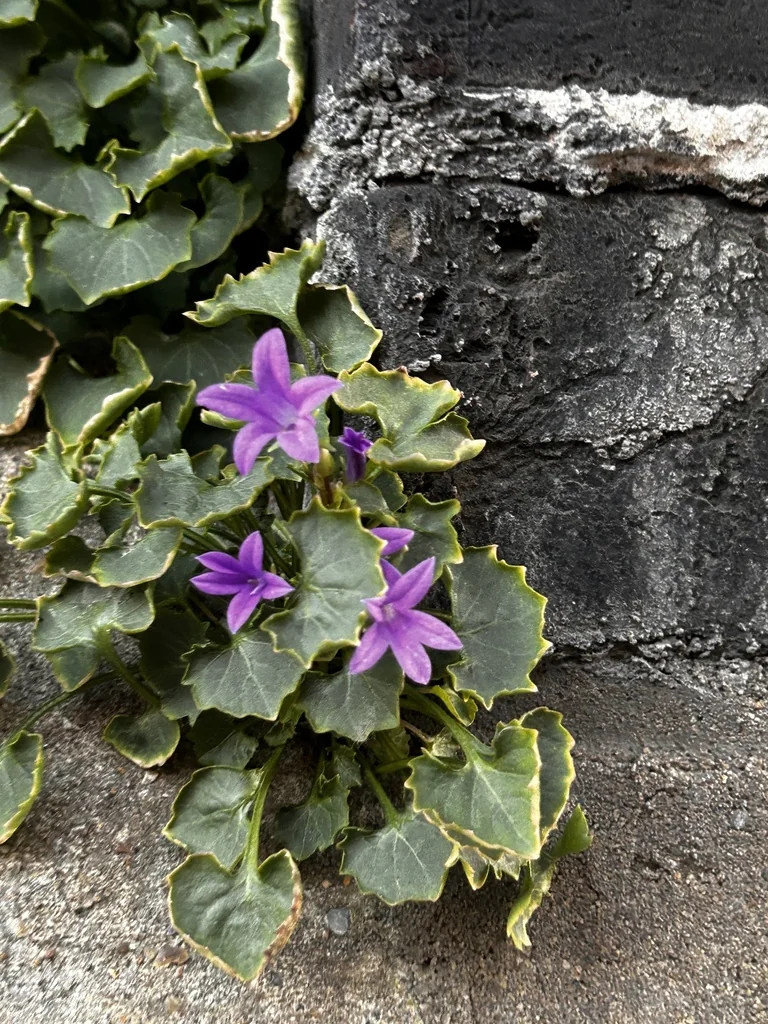 Campanula Portenschlagiana