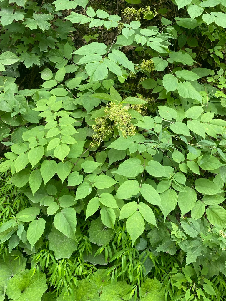 Aralia Racemosa