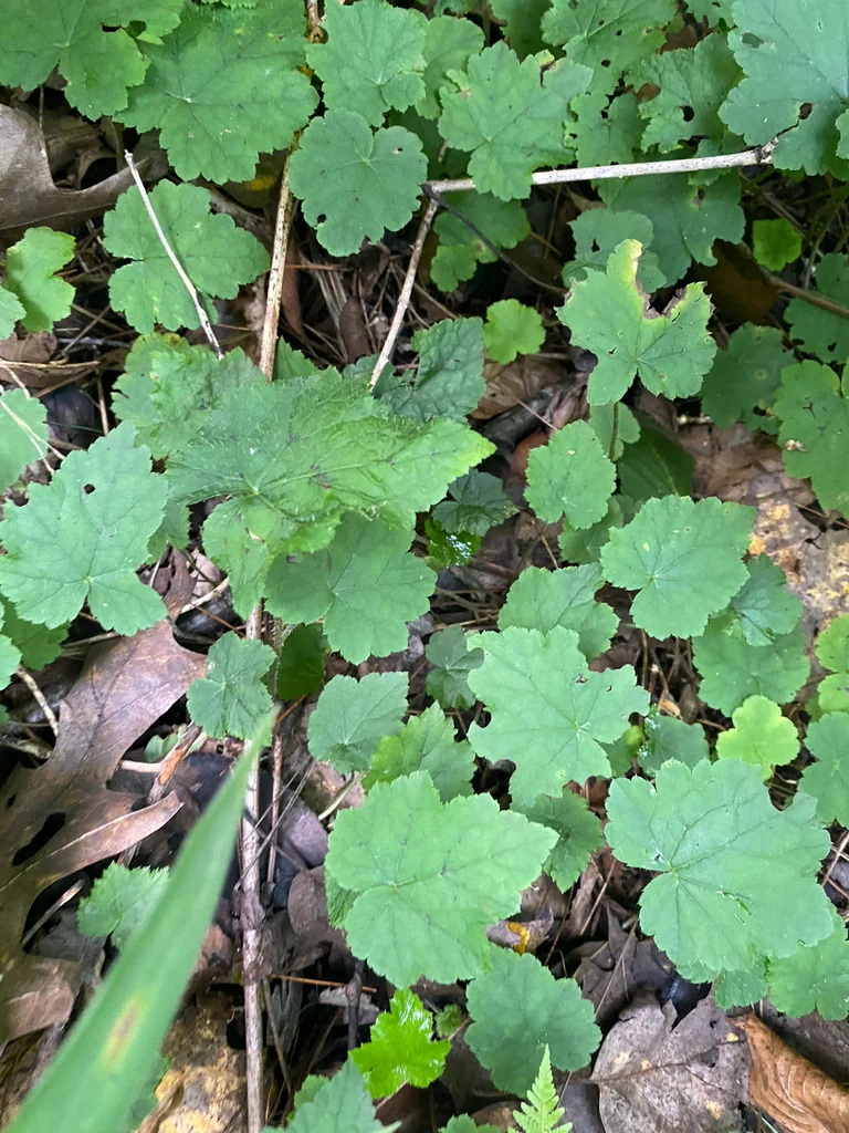 Tiarella Cordifolia