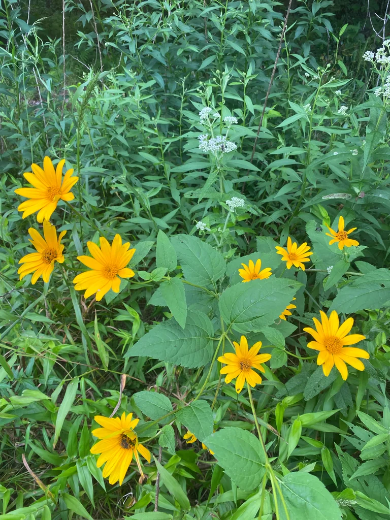 Heliopsis helianthoides