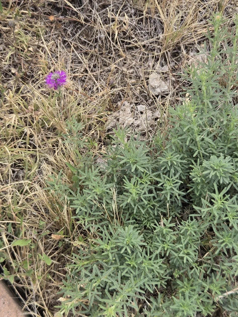 Dalea Purpurea