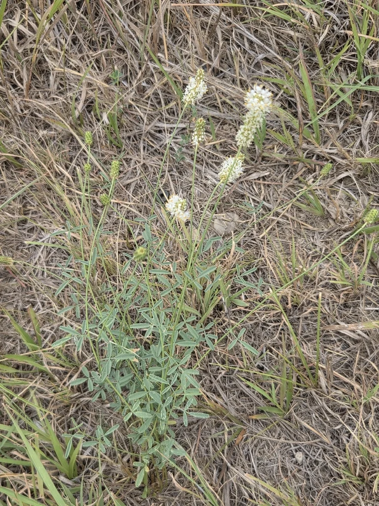 Dalea Candida