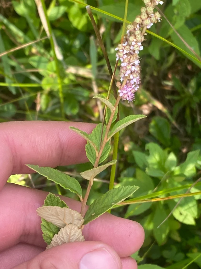 Spiraea Tomentosa