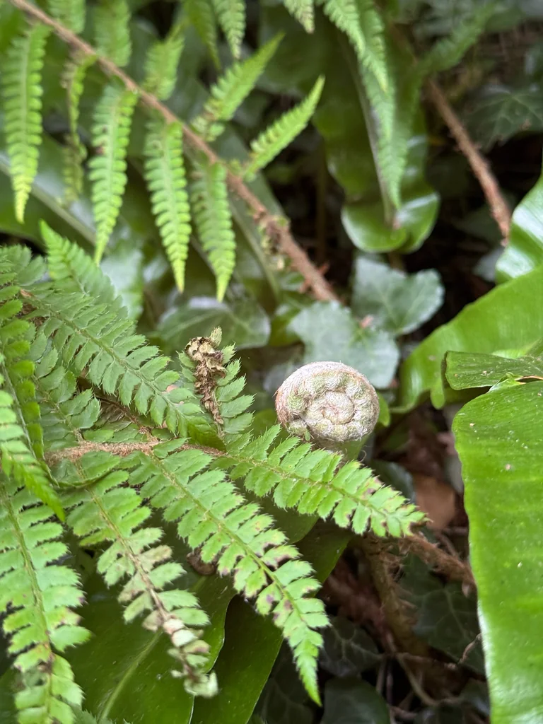 Polystichum Setiferum