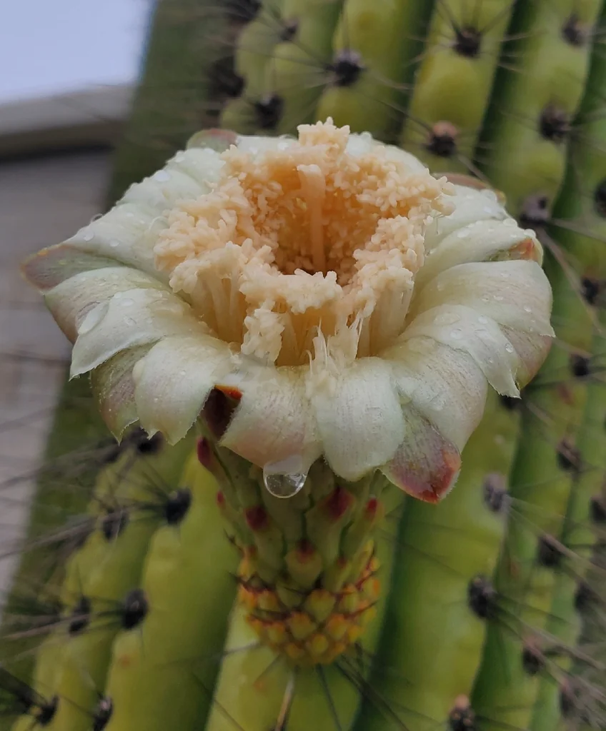 Stenocereus Thurberi