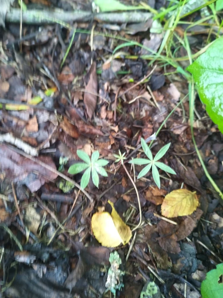 Lupinus Perennis