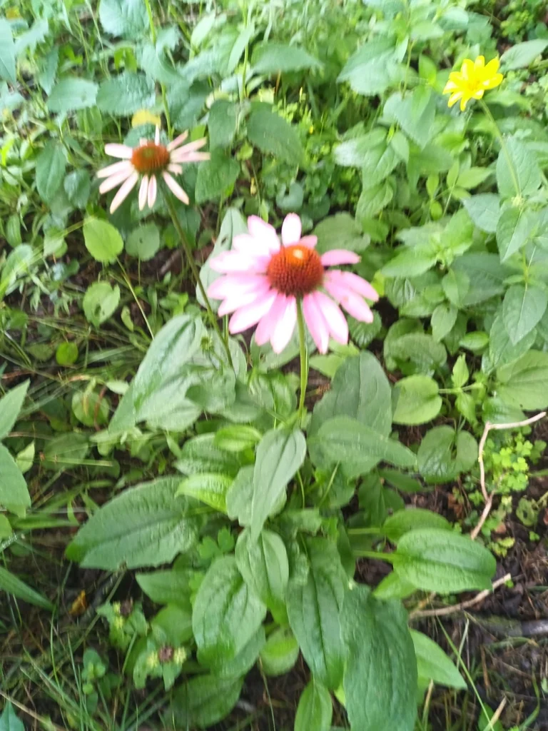 Echinacea Purpurea