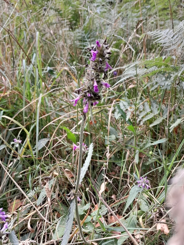 Stachys Officinalis