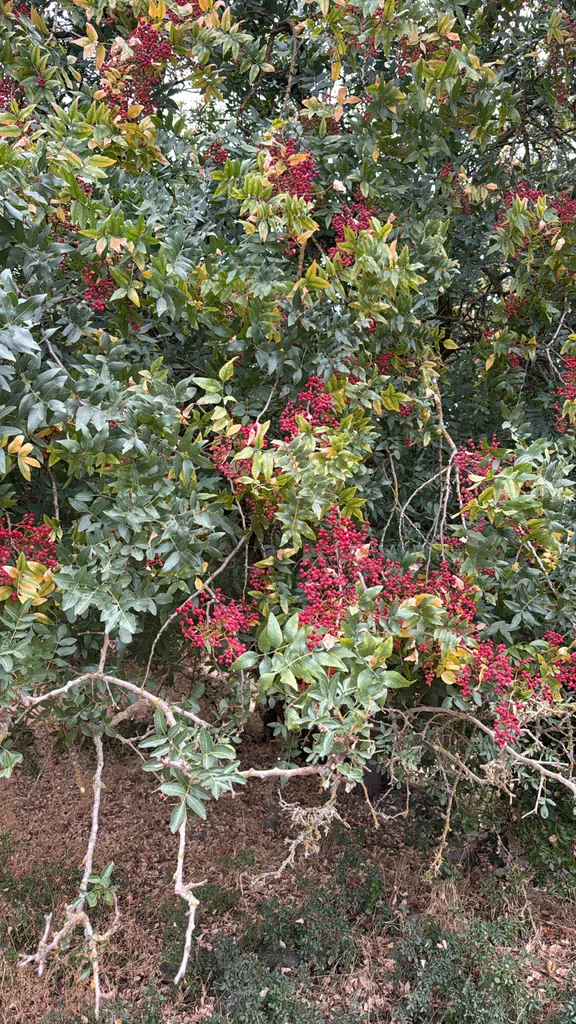 Pistacia Atlantica