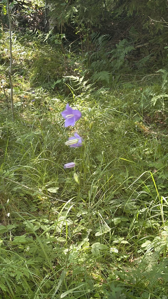 Campanula Persicifolia