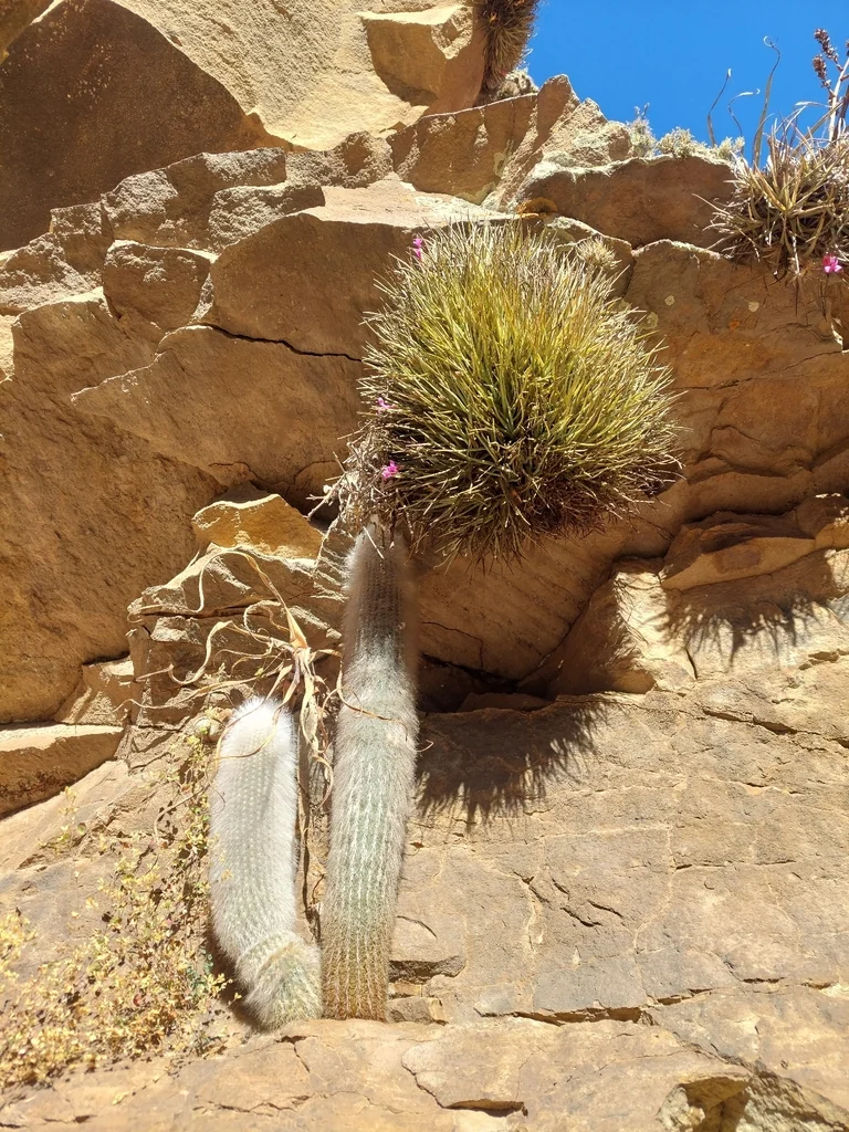 Cleistocactus Strausii