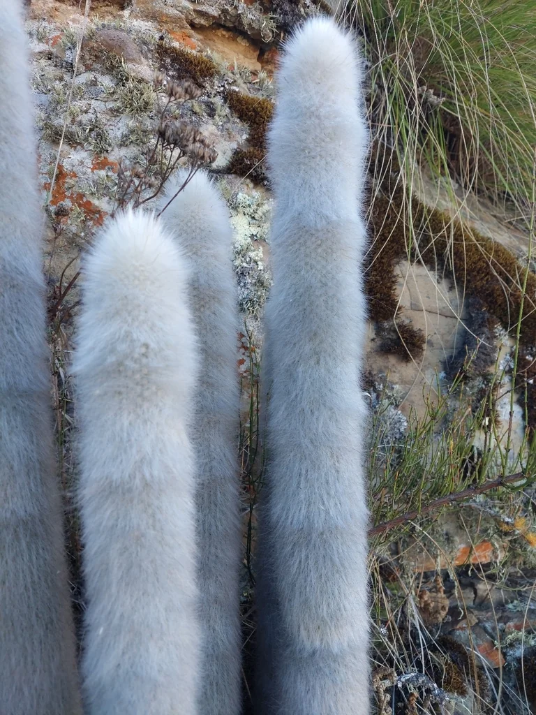Cleistocactus Strausii