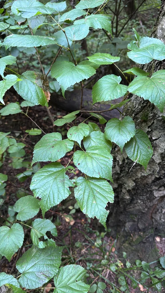 Tilia Cordata