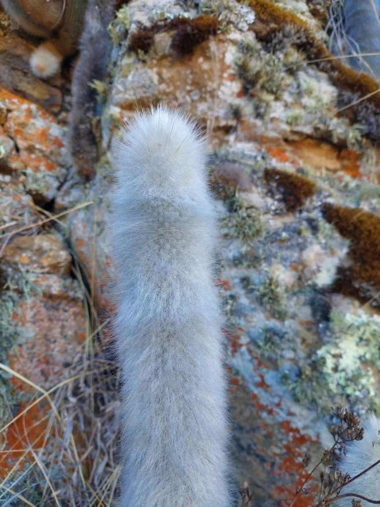 Cleistocactus Strausii