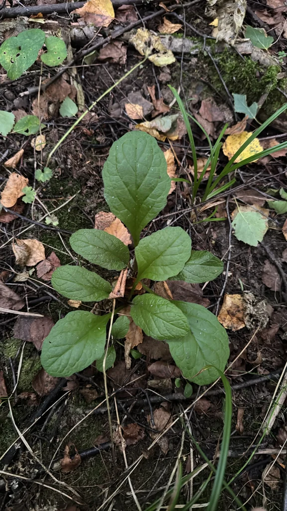 Ajuga Reptans