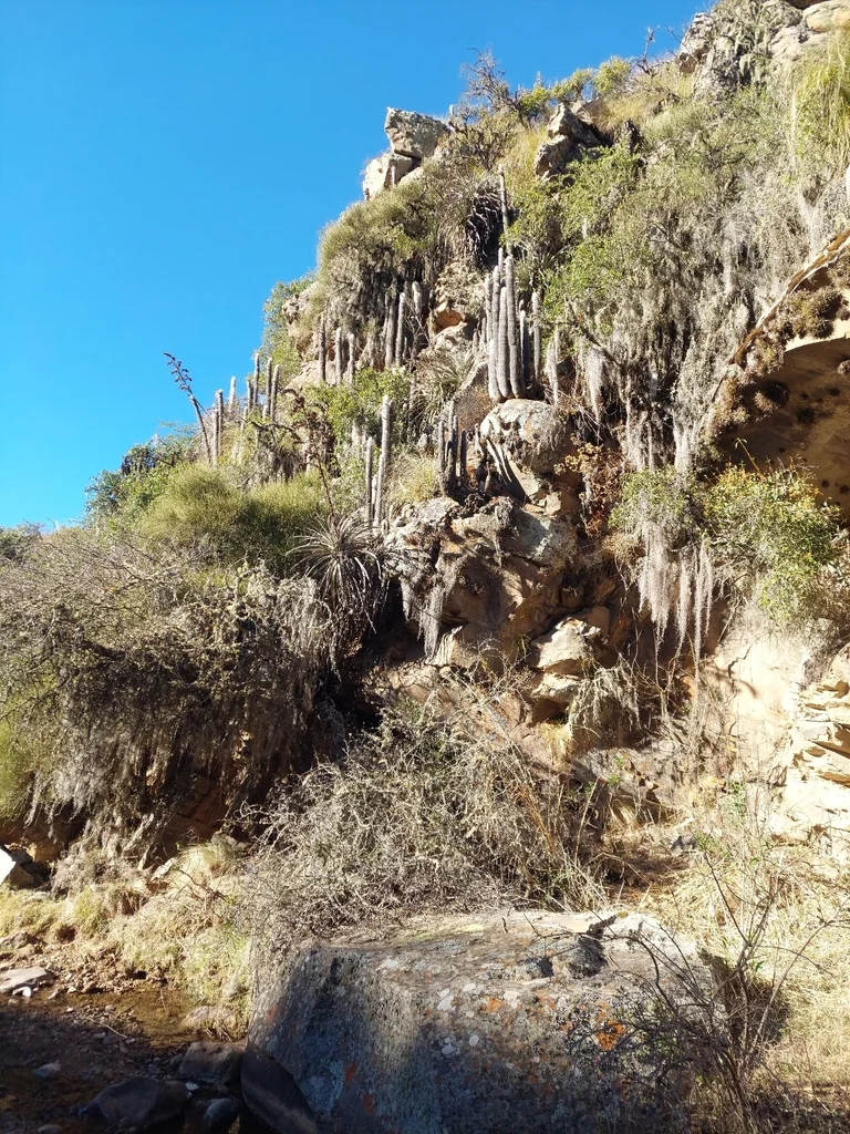 Cleistocactus Strausii