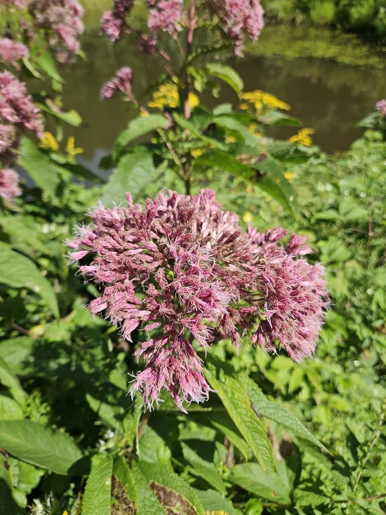 Eutrochium Maculatum